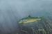 Patrolling the weedbeds - Brown Trout  Limited Edition Print by Martin Scuffins